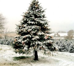 christmas-tree-farm